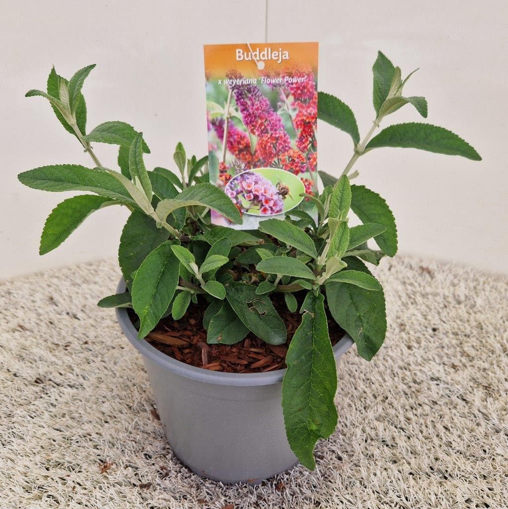 Buddleja wey. 'Flower Power'©, D 19