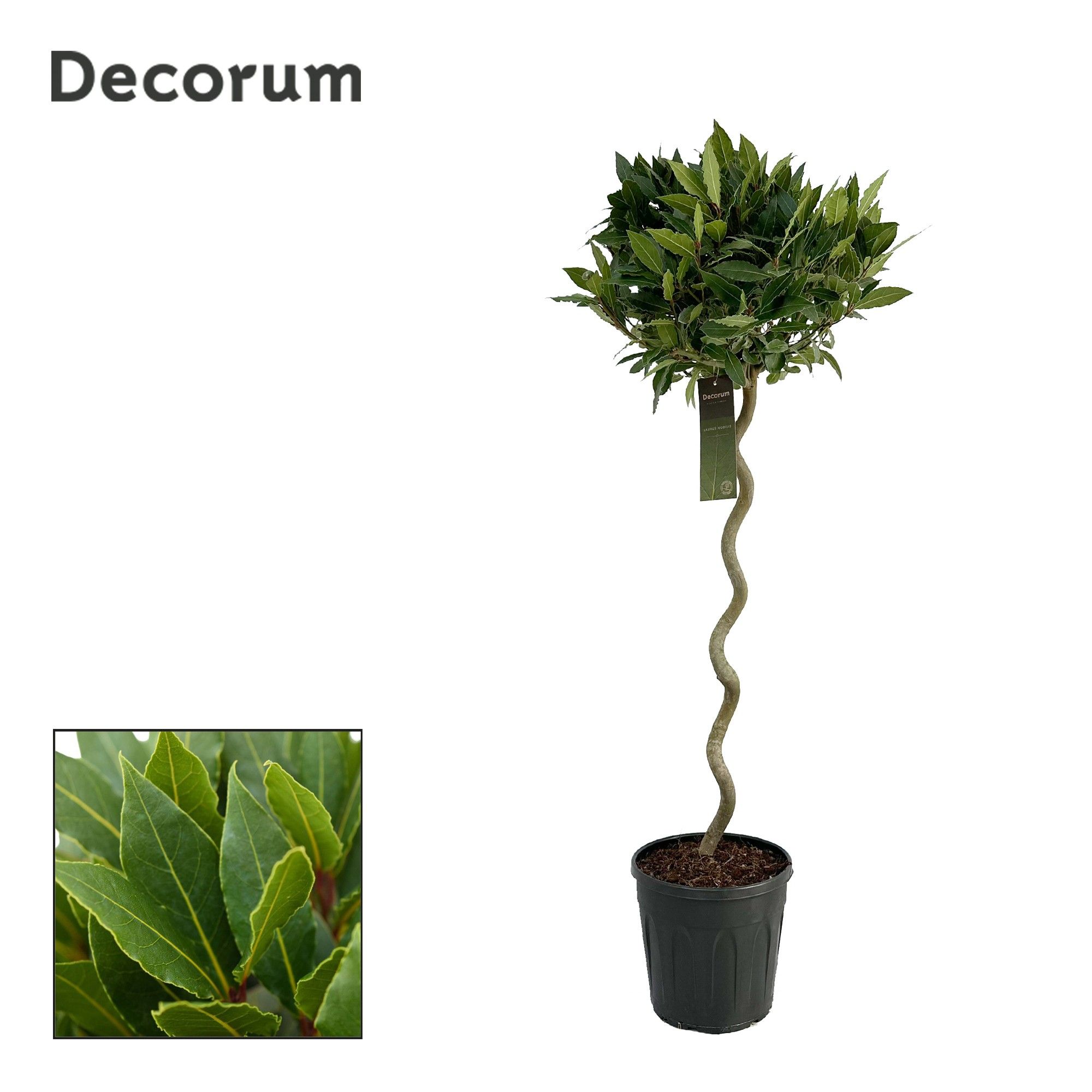 Laurus nobilis Spiraal stam, D 25