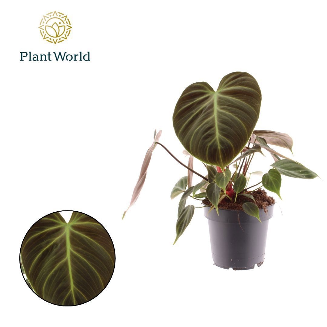 Philodendron Choco Red, D 12