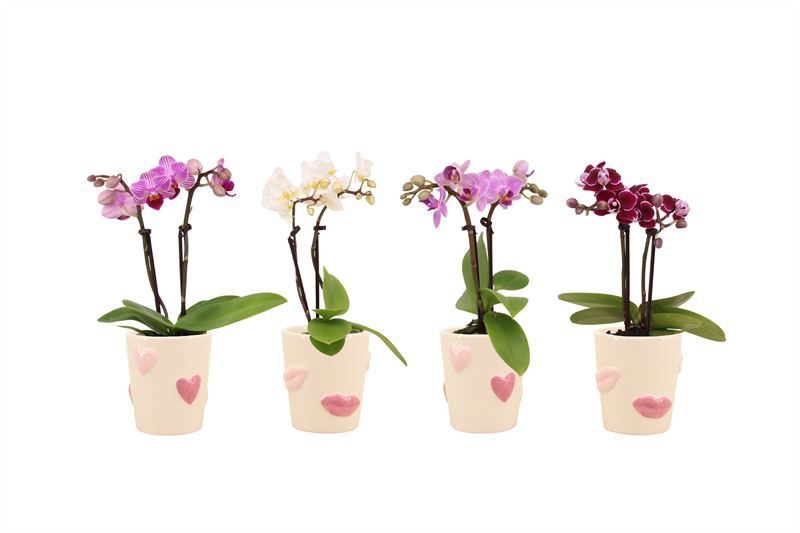 Hearts and kisses p06 keramiek Phal Tiny Dolls mix 2T10+ Aqu@, D 6