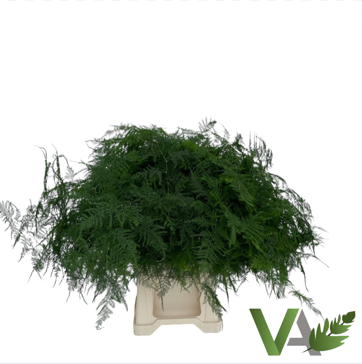 Аспарагус Сетацеус 45, шт.