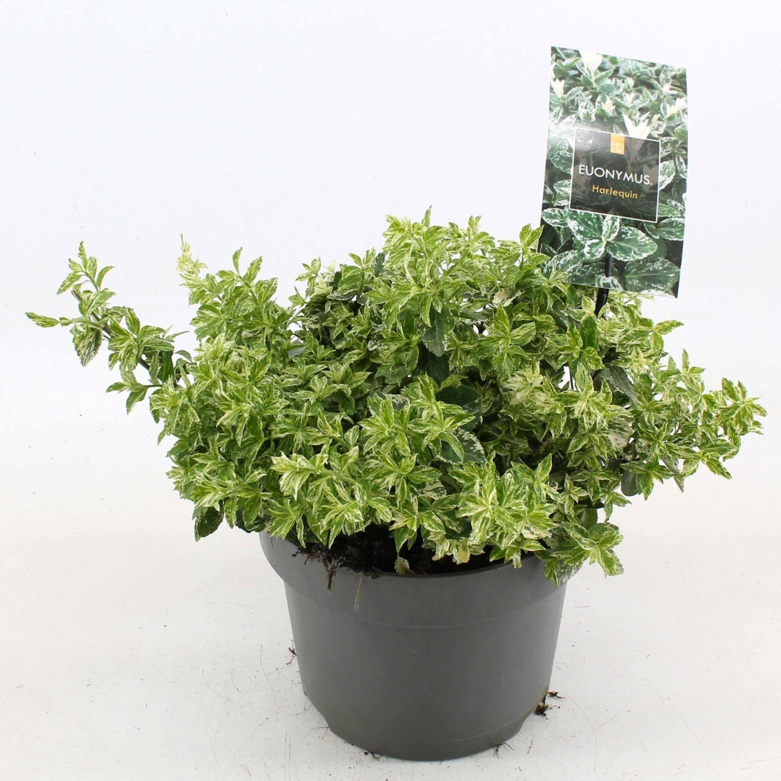 Euonymus fort. 'Harlequin', D 23