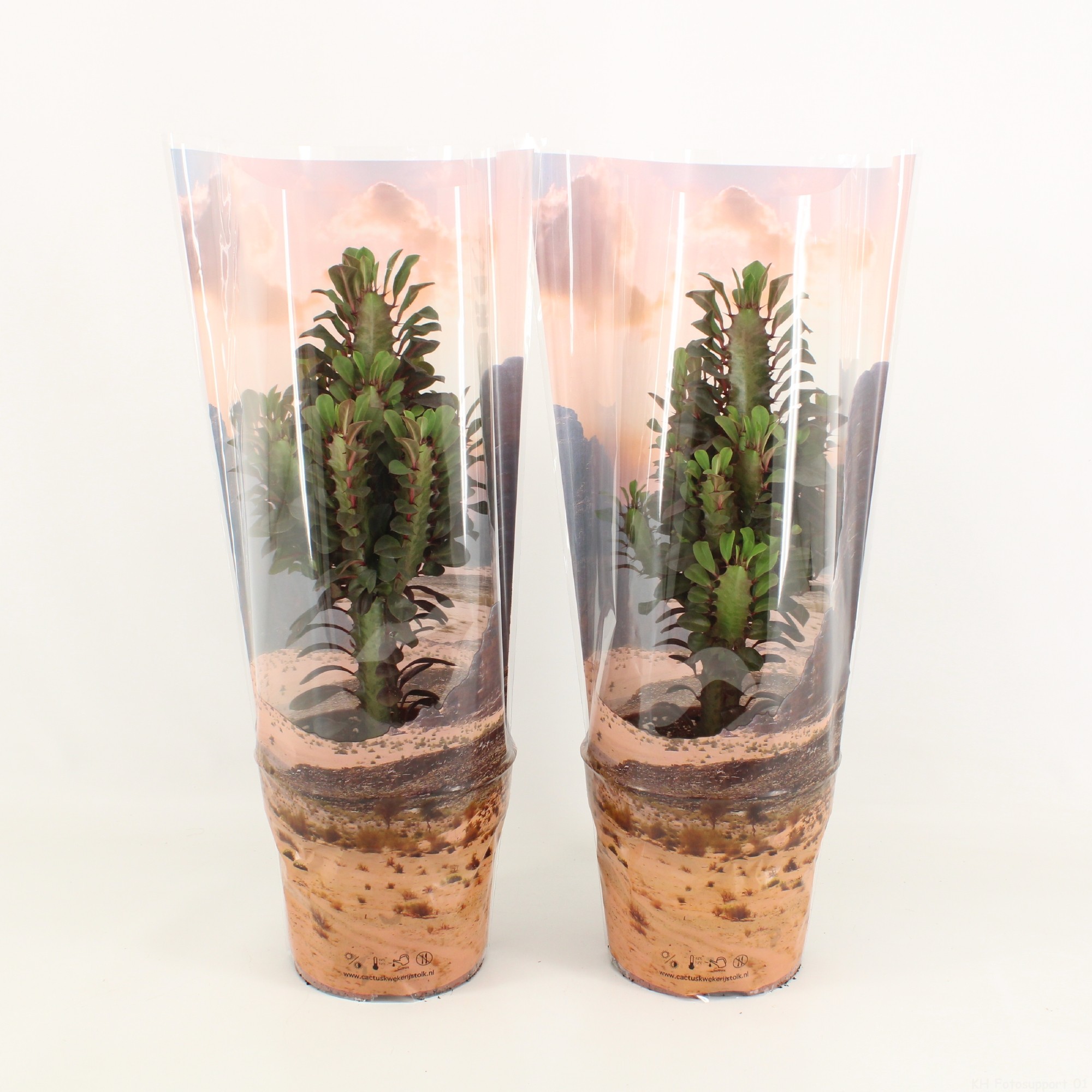 Euphorbia Trigona Rubra in Desert hoes P17, D 17