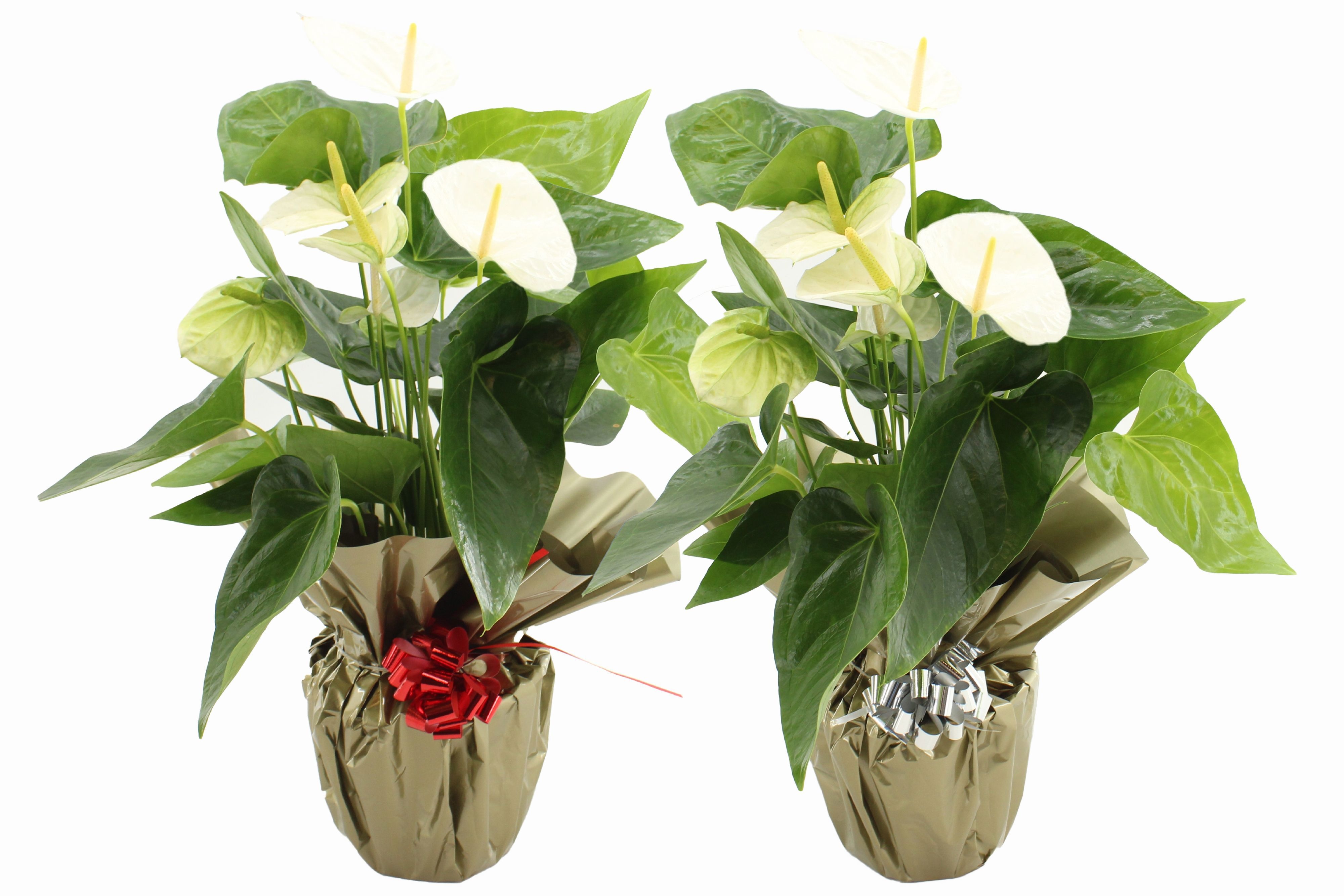 Anthurium 17 cm Alpine in Rondello gold + bow Metallic mix, D 17