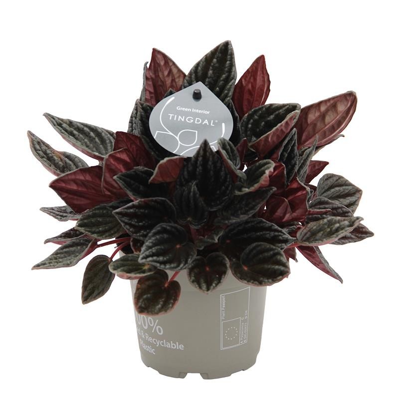 PEPEROMIA CAPERATA 'MONTEVIDEO', D 12