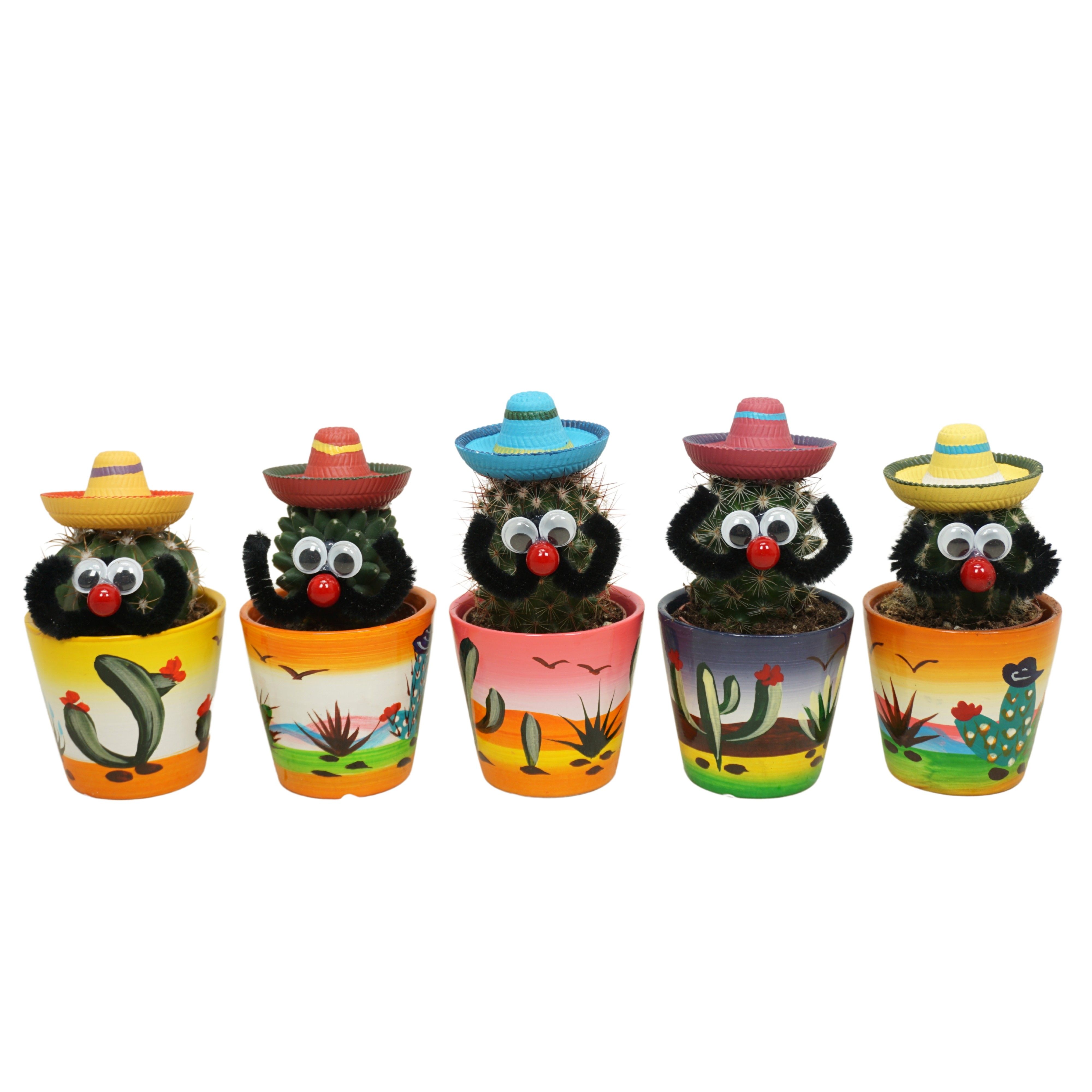 Cactus Mexicaan in 6 cm 'Decorpotje', D 5,5