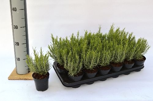 Lavandula st. Papillon, D 9