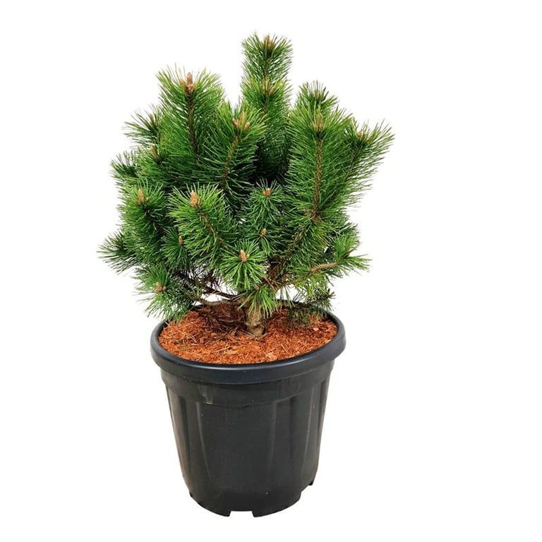 Pinus mugo 'Mumpitz', D 32