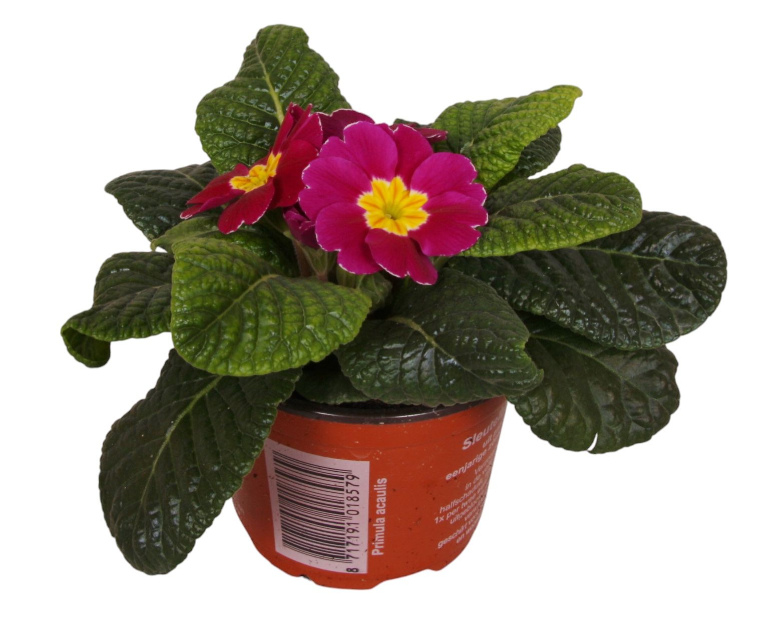 Primula Acaulis 9 cm Violet', D 9