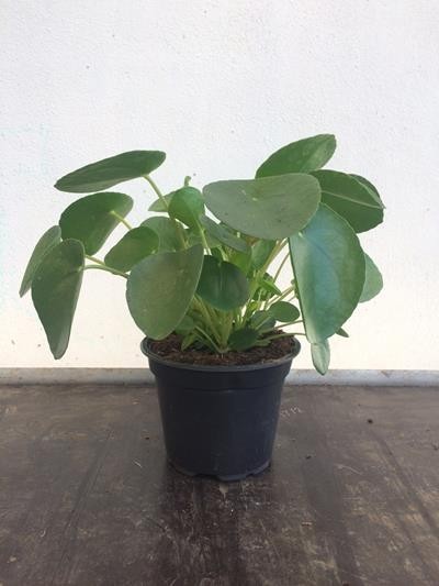 PILEA PEPEROMIOIDES, D 12