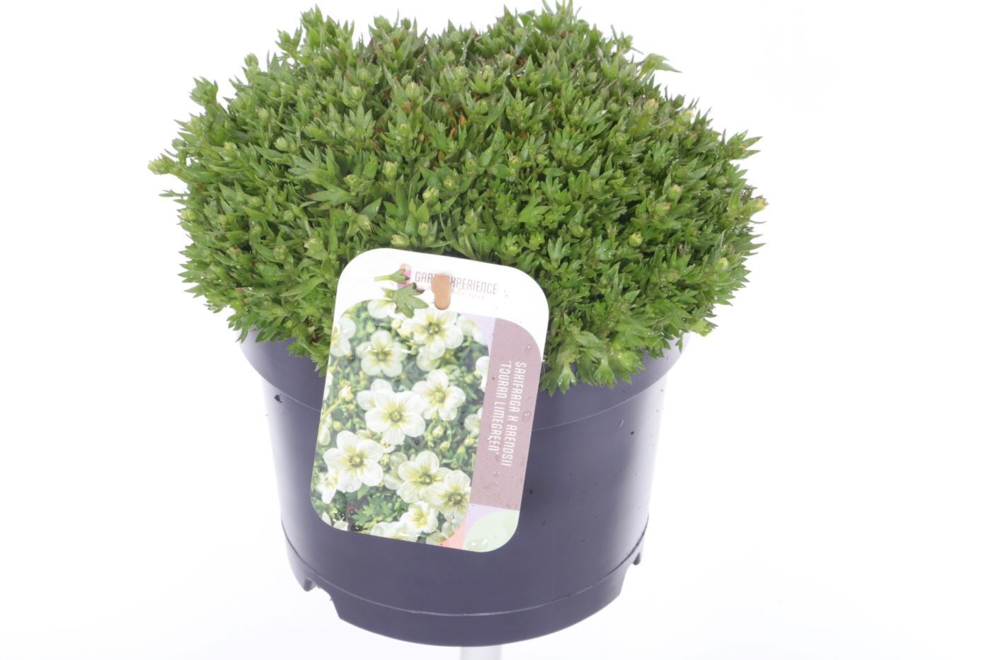 Saxifraga Touran Limegreen, D 17