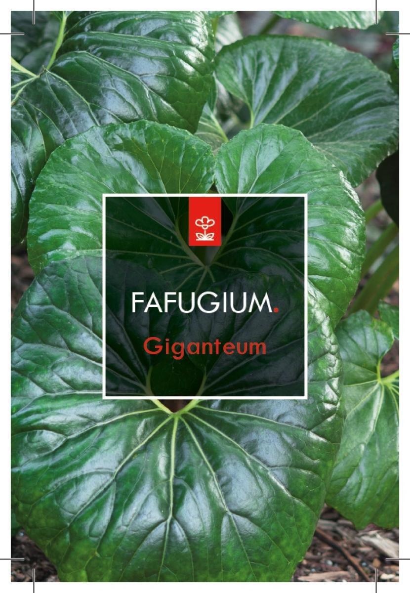 Farfugium japonicum giganteum, D 17