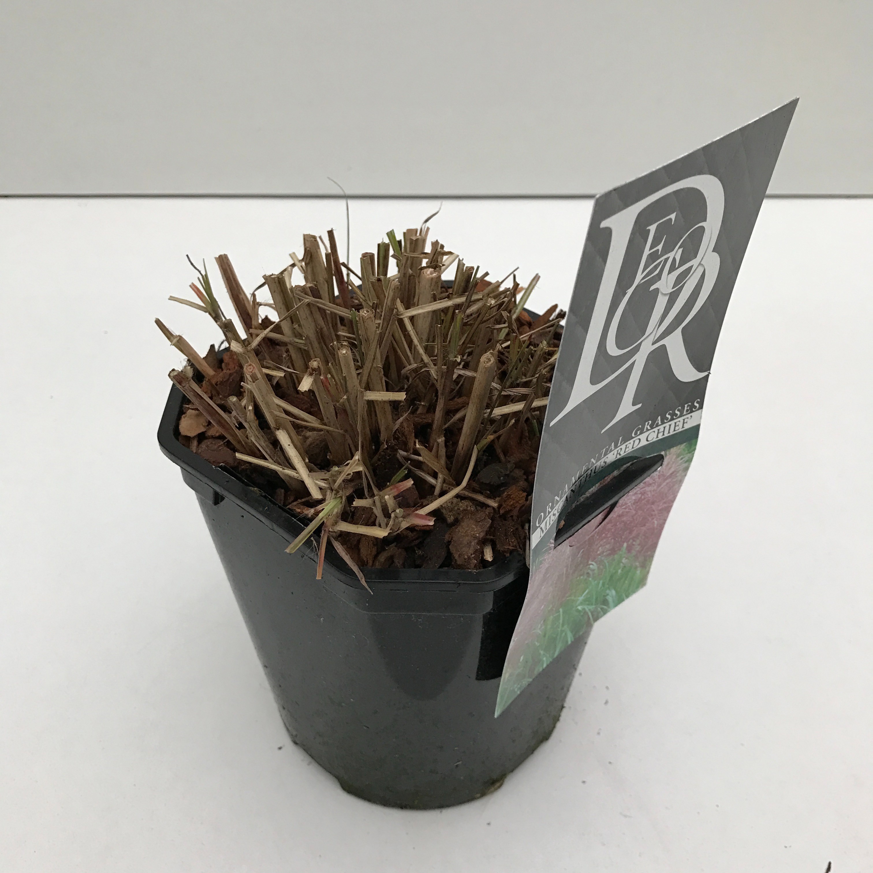 Miscanthus 'Red Chief', D 17