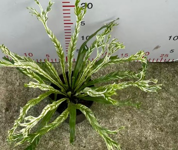 Асплениум нидус вариегатный 11 20 (предзаказ)