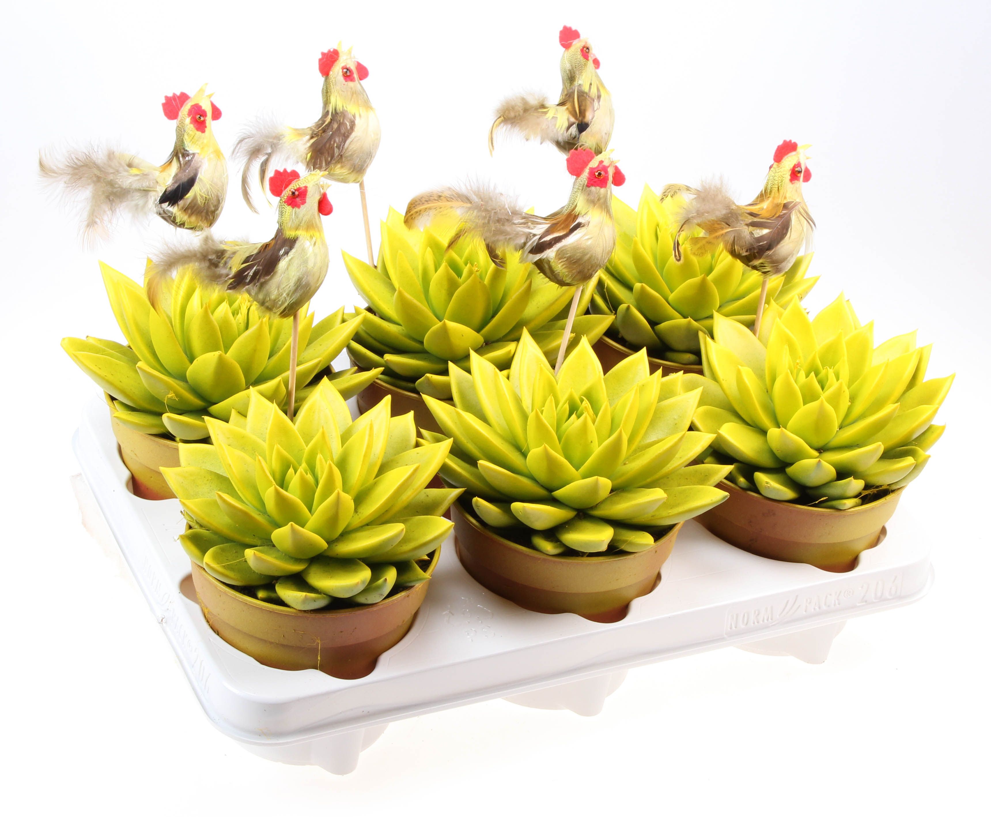 Rainbow miranda geel + haan, D 12