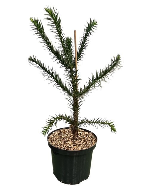 Araucaria araucana, D 23