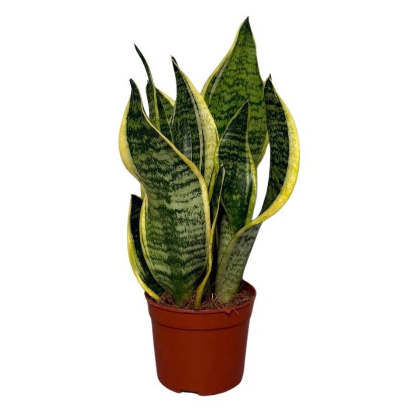 Sansevieria Superba 2pp, D 9