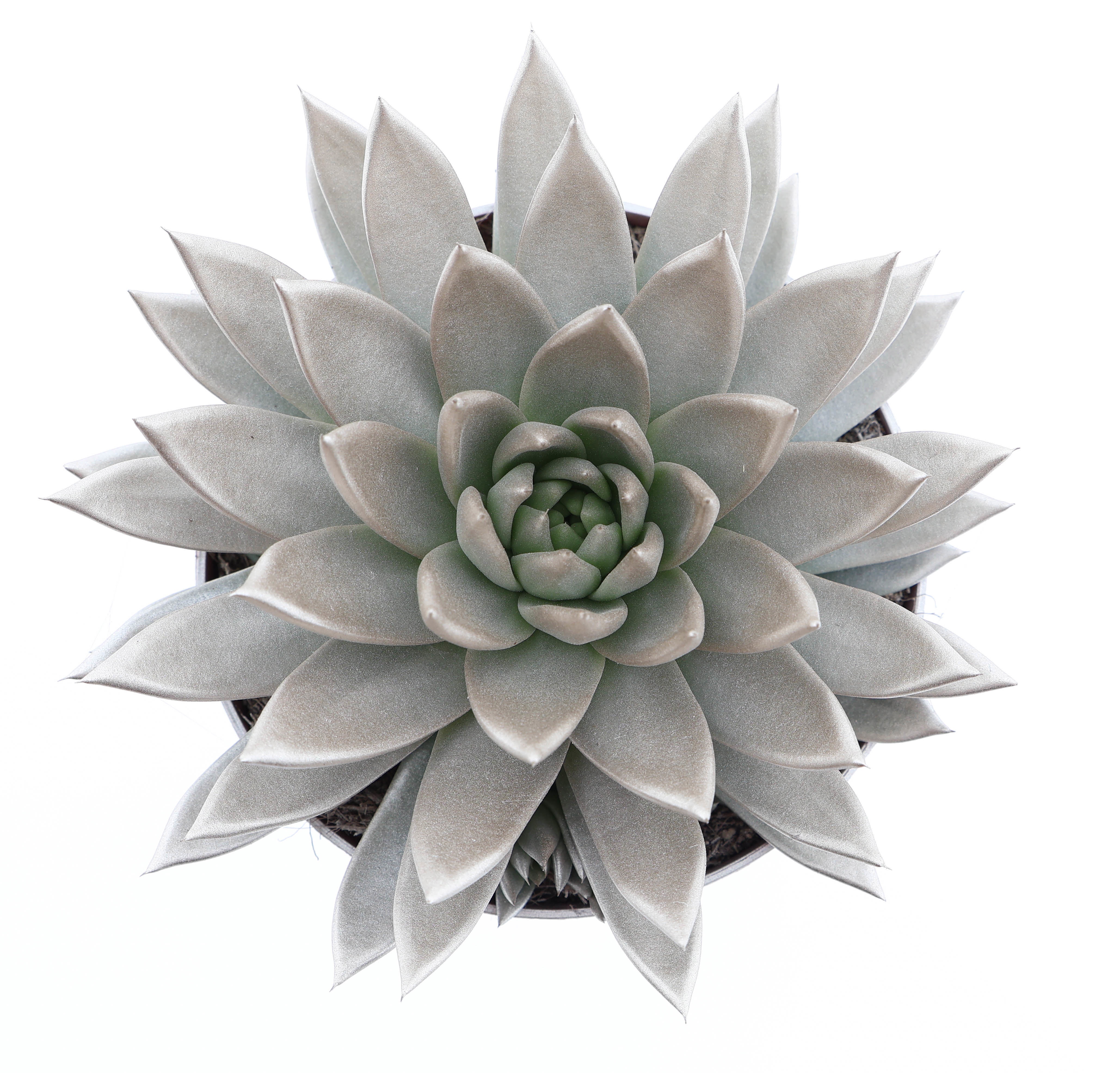 Rainbow champagne, D 17