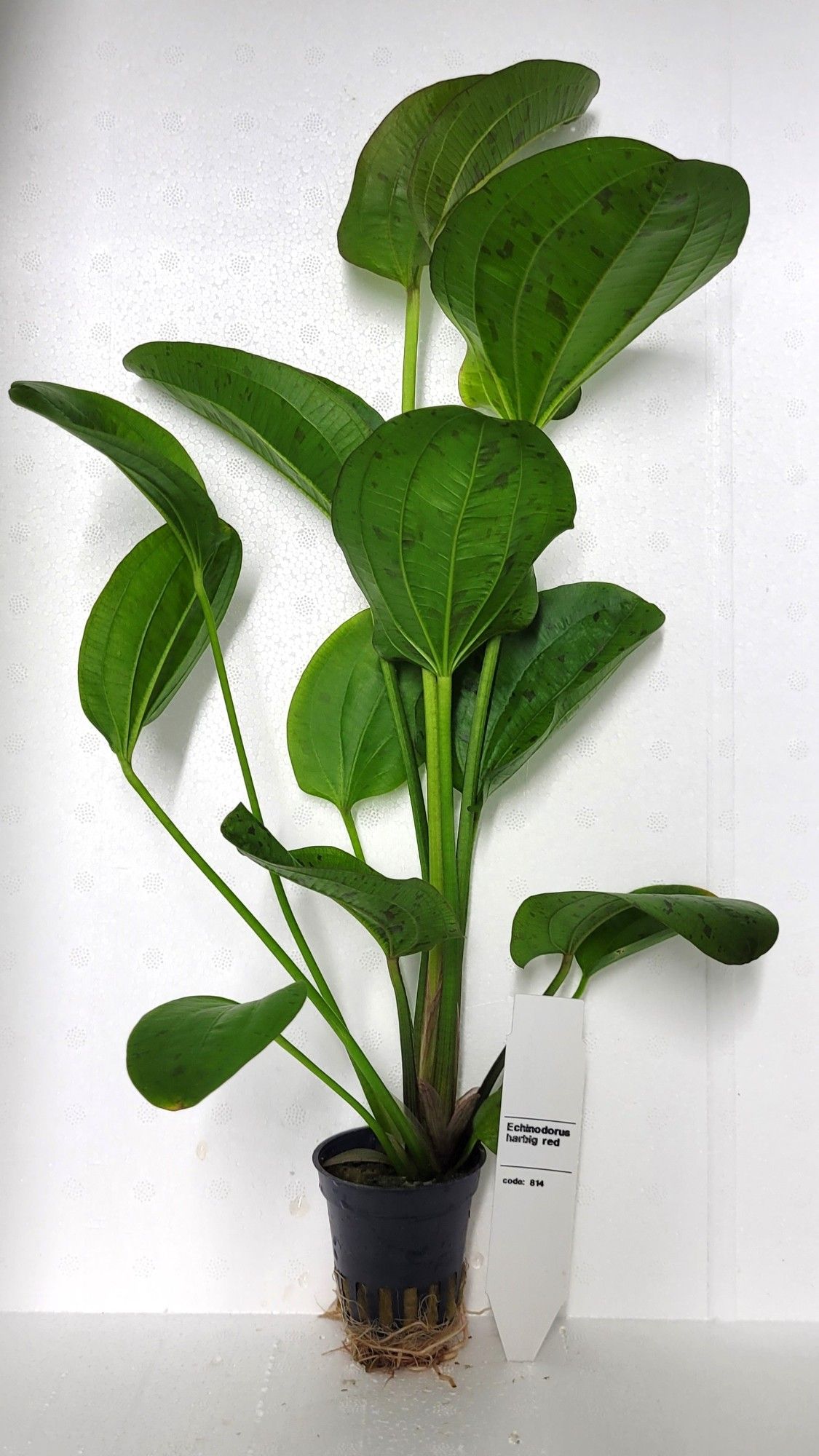 echinodorus paul kloecker, D 5