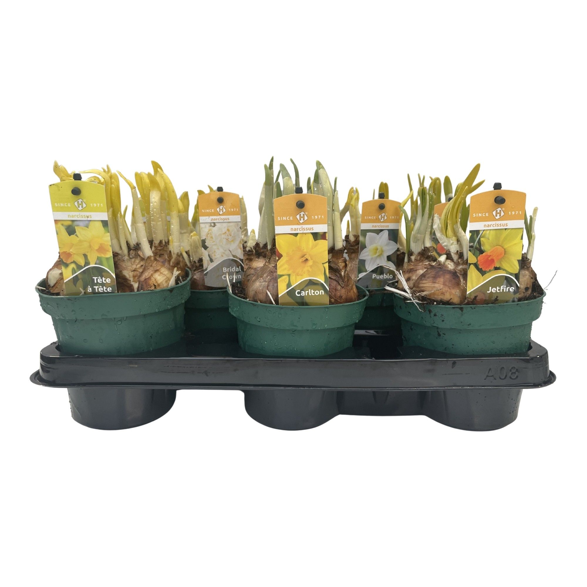 Narcissen gemengd 4 soorten (Carlton/Jetfire//Pueblo/Tete a Tete), D 12