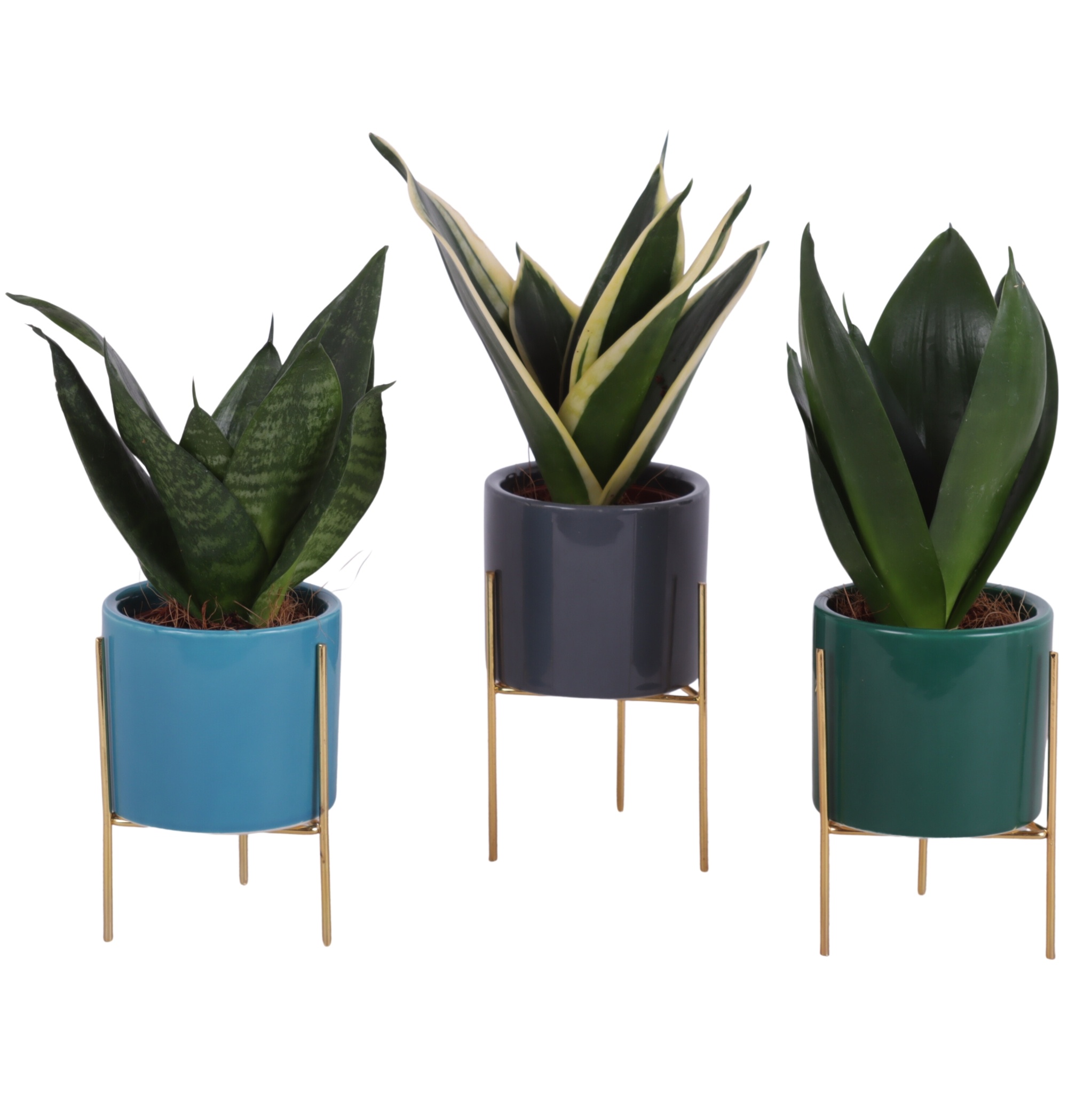 Sansevieria trif. Mix pot Ø06cm Ceramic Pot On Gold Frame Ø08cm, D 8