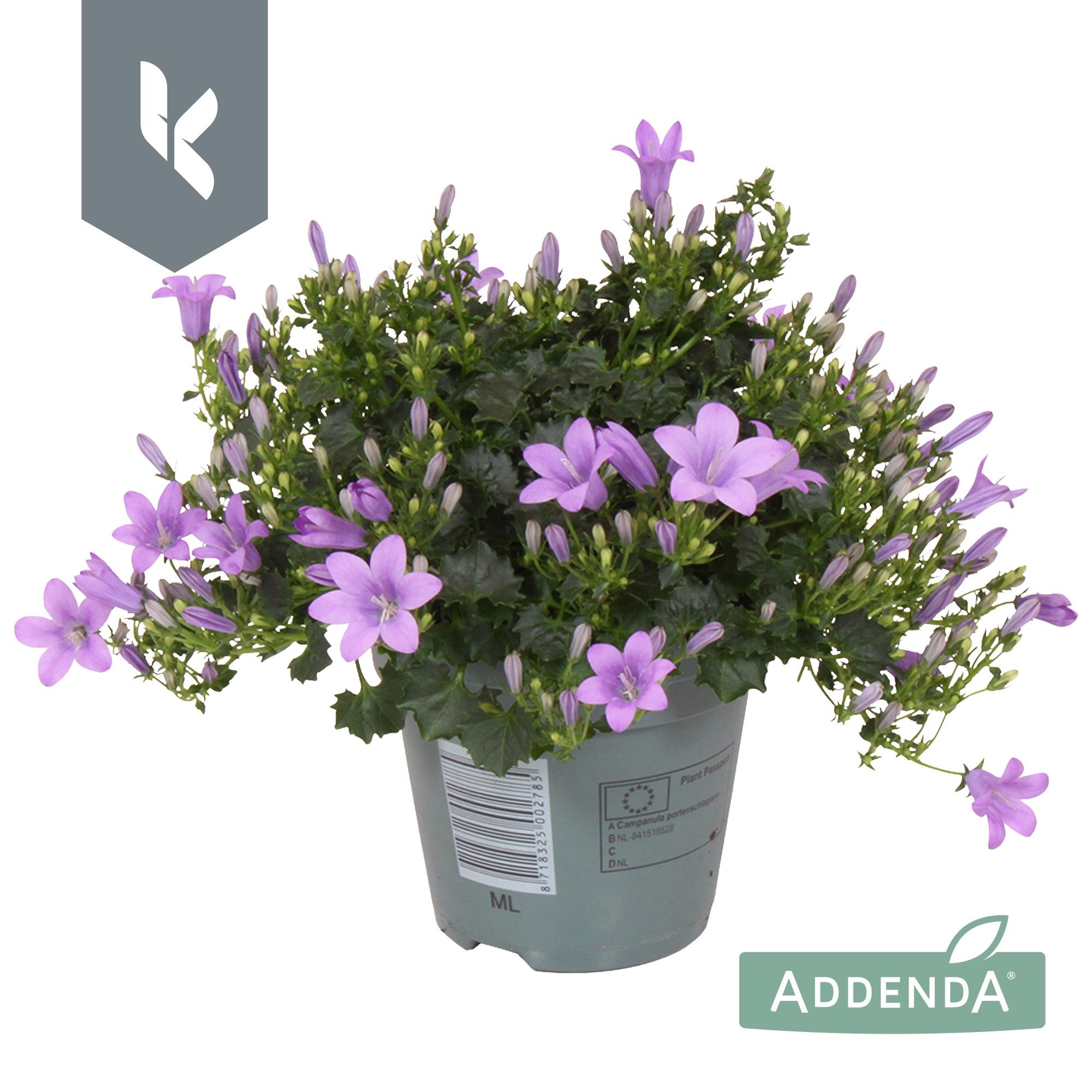 Campanula Ambella Lavender, D 10,5