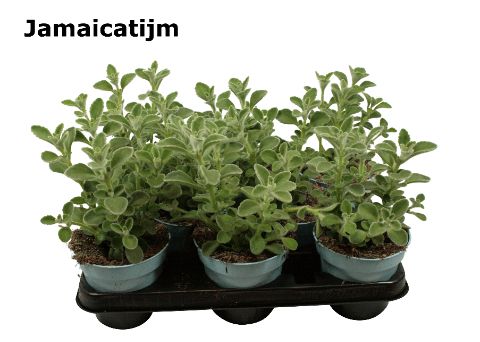 Plectranthus Jamaica tijm, D 12 cm