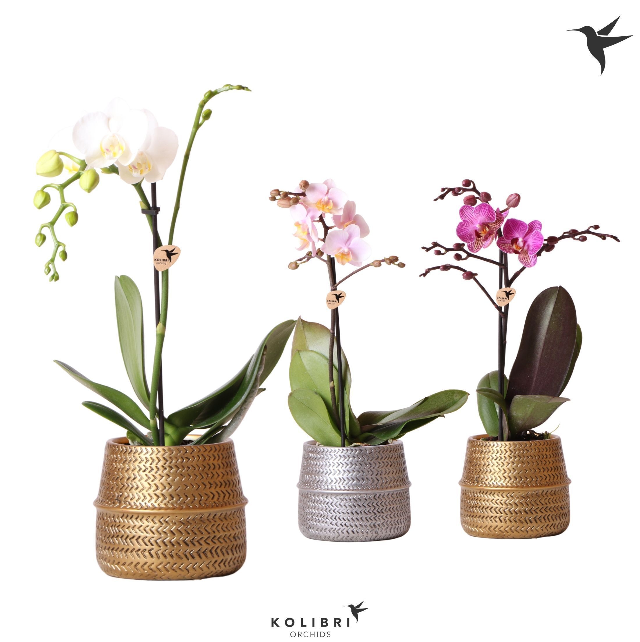 Kolibri Orchids Phalaenopsis Mix 1 spike in groove pot mix, D 9