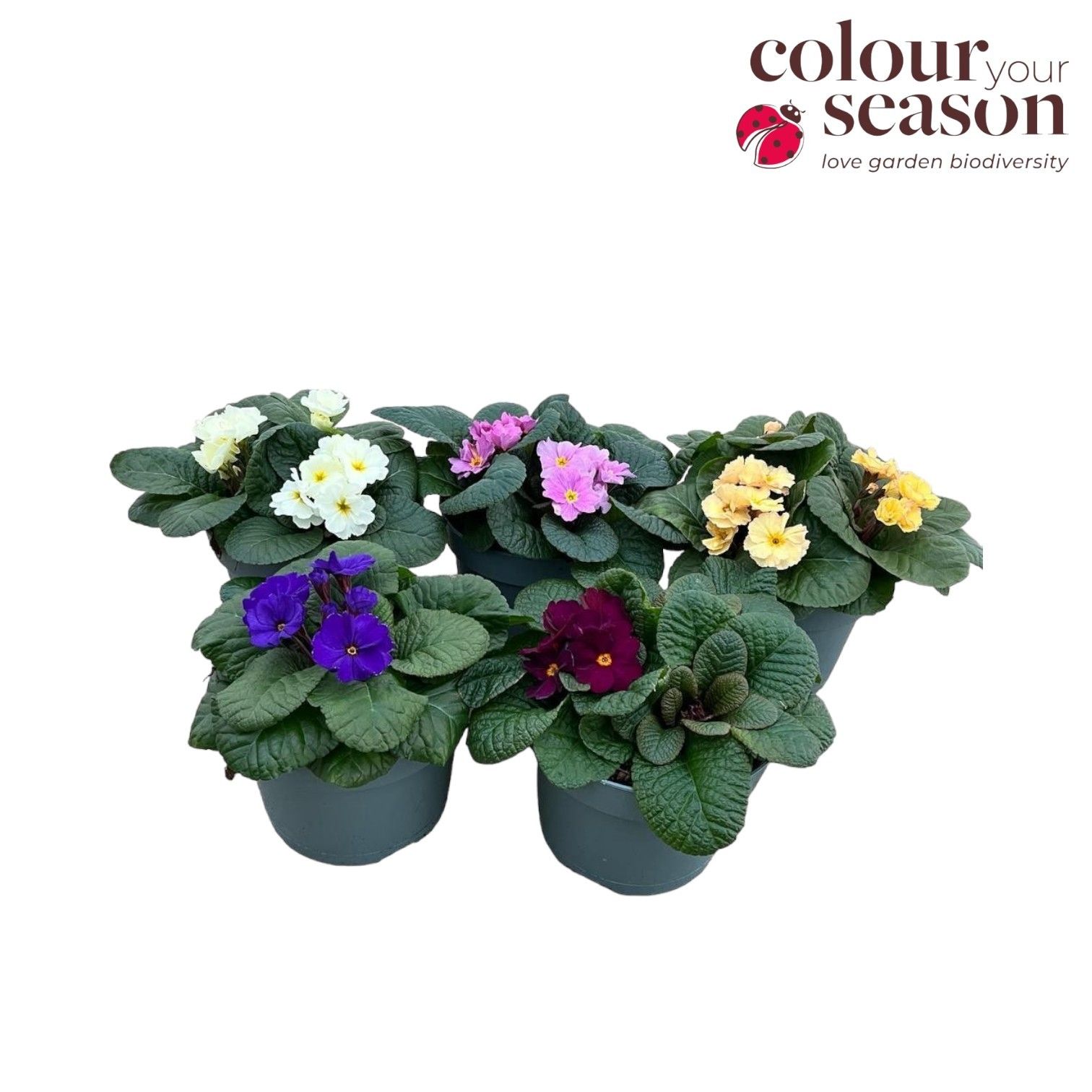 Primula Obsidian mix P19, D 19