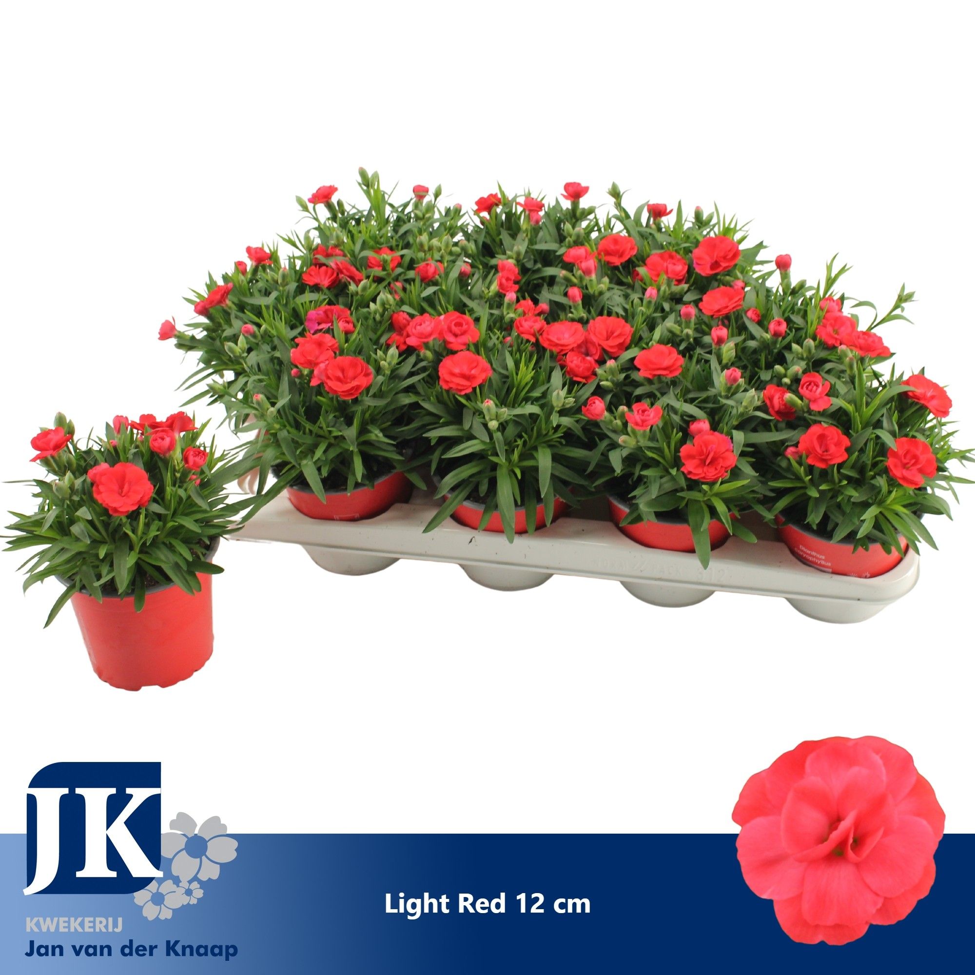 Dianthus P12 Light Red TST, D 12