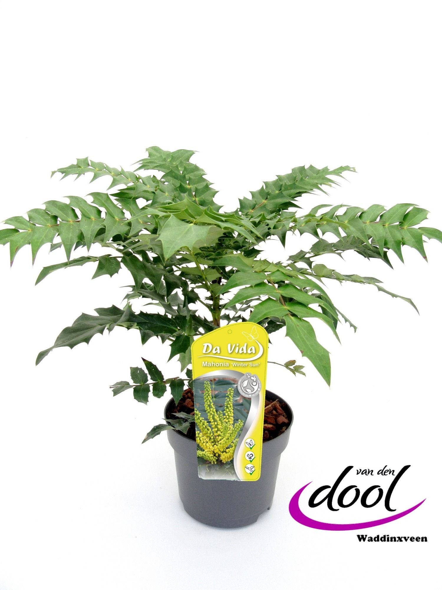 Mahonia med. Winter Sun, D 19