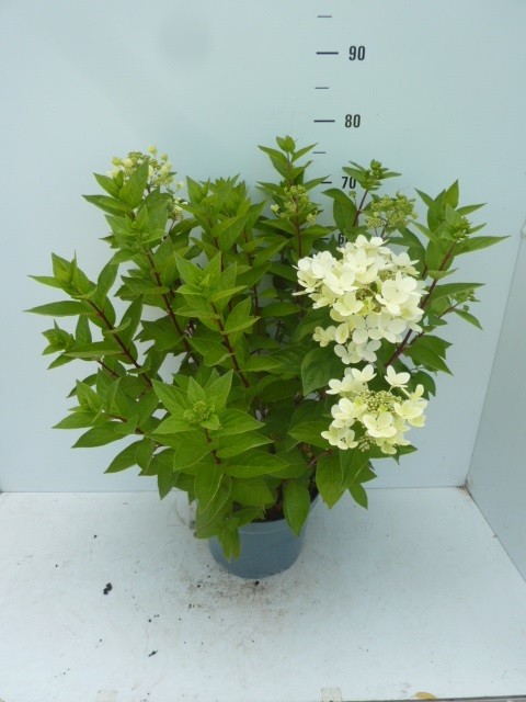 819 FA : Pot 26 cm Hydrangea Paniculata "Pastelgreen", D 26