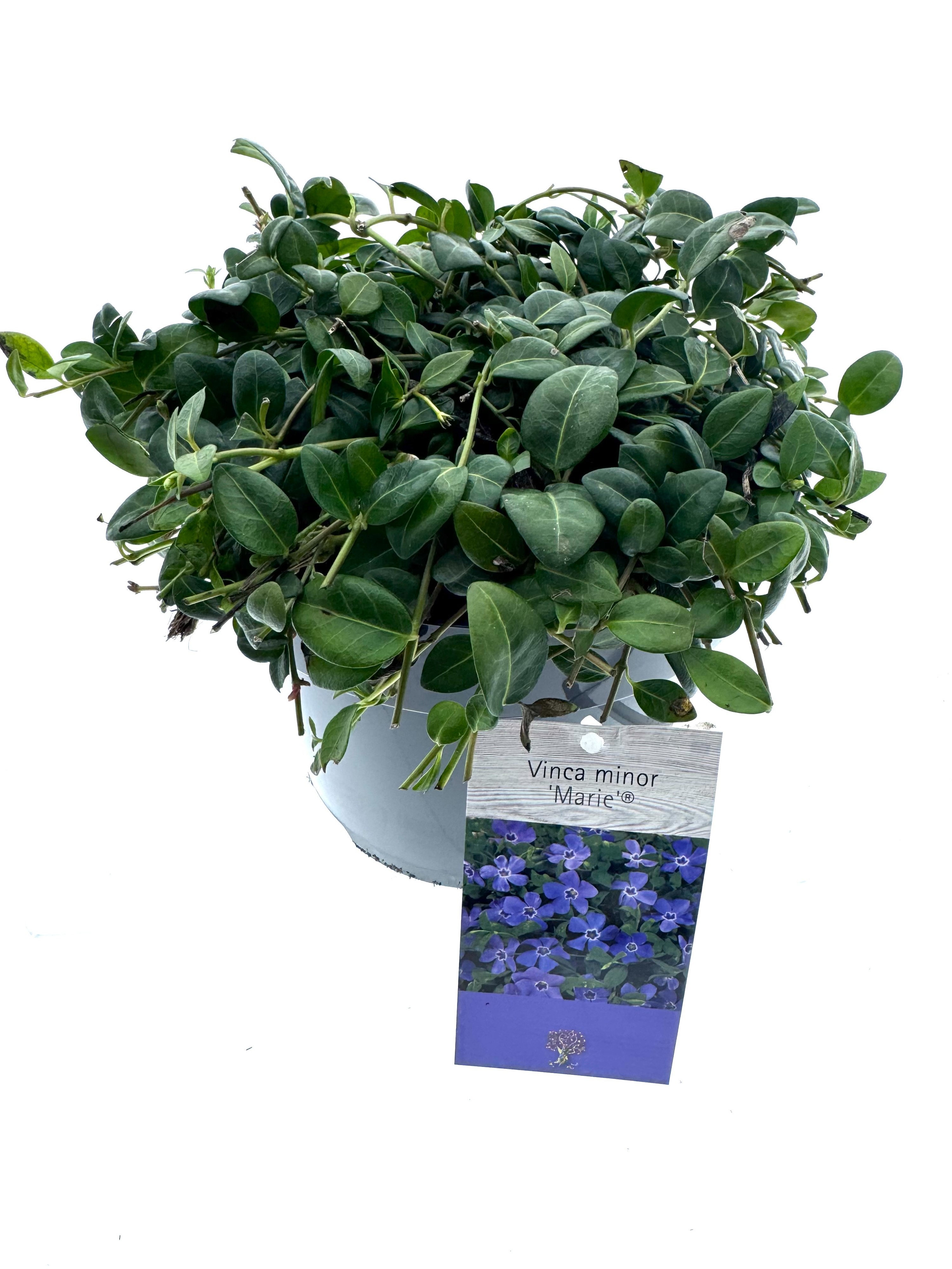 Vinca minor 'Marie', D 19