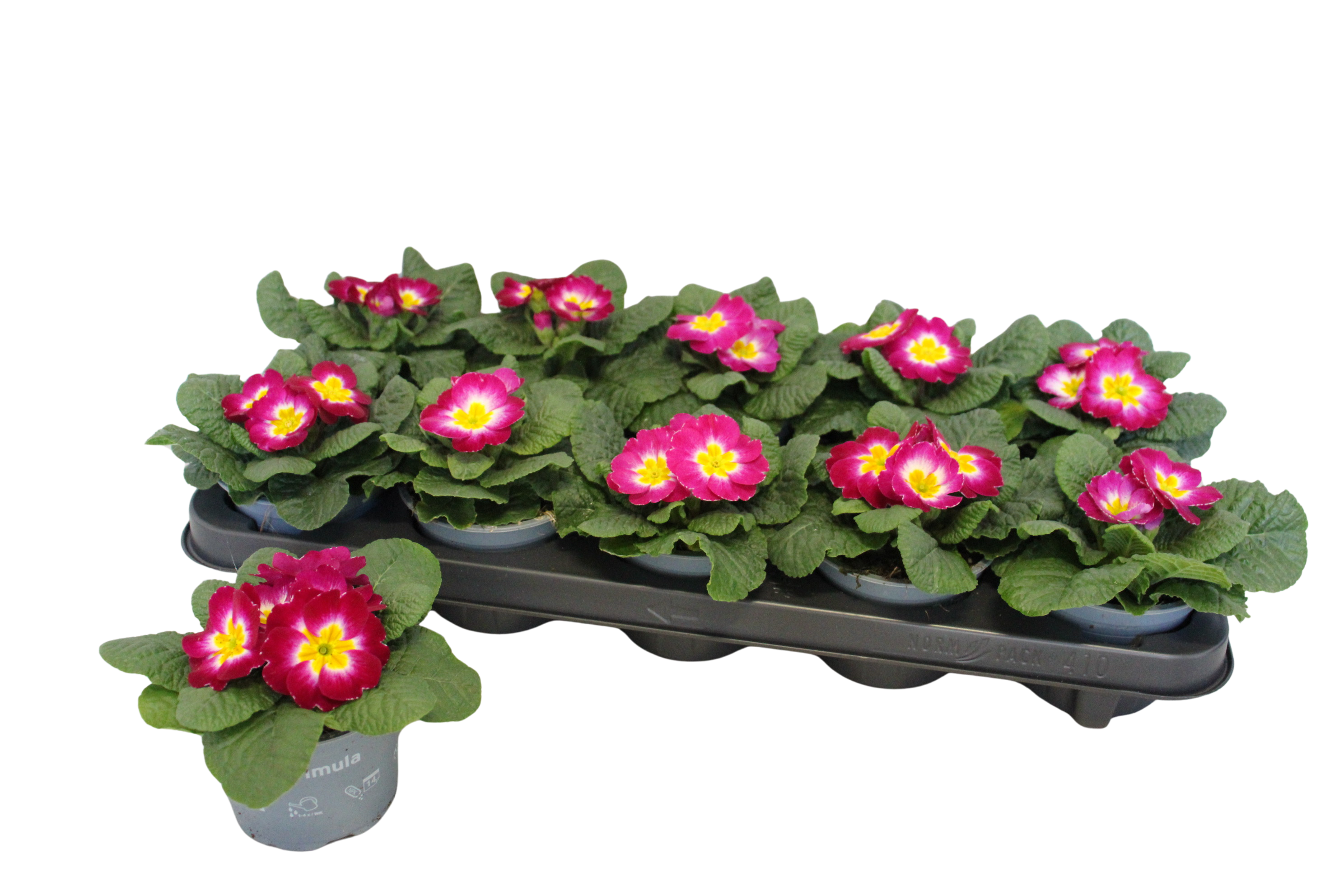 Primula acaulis Carmine Bicolor 10,5 cm, D 10