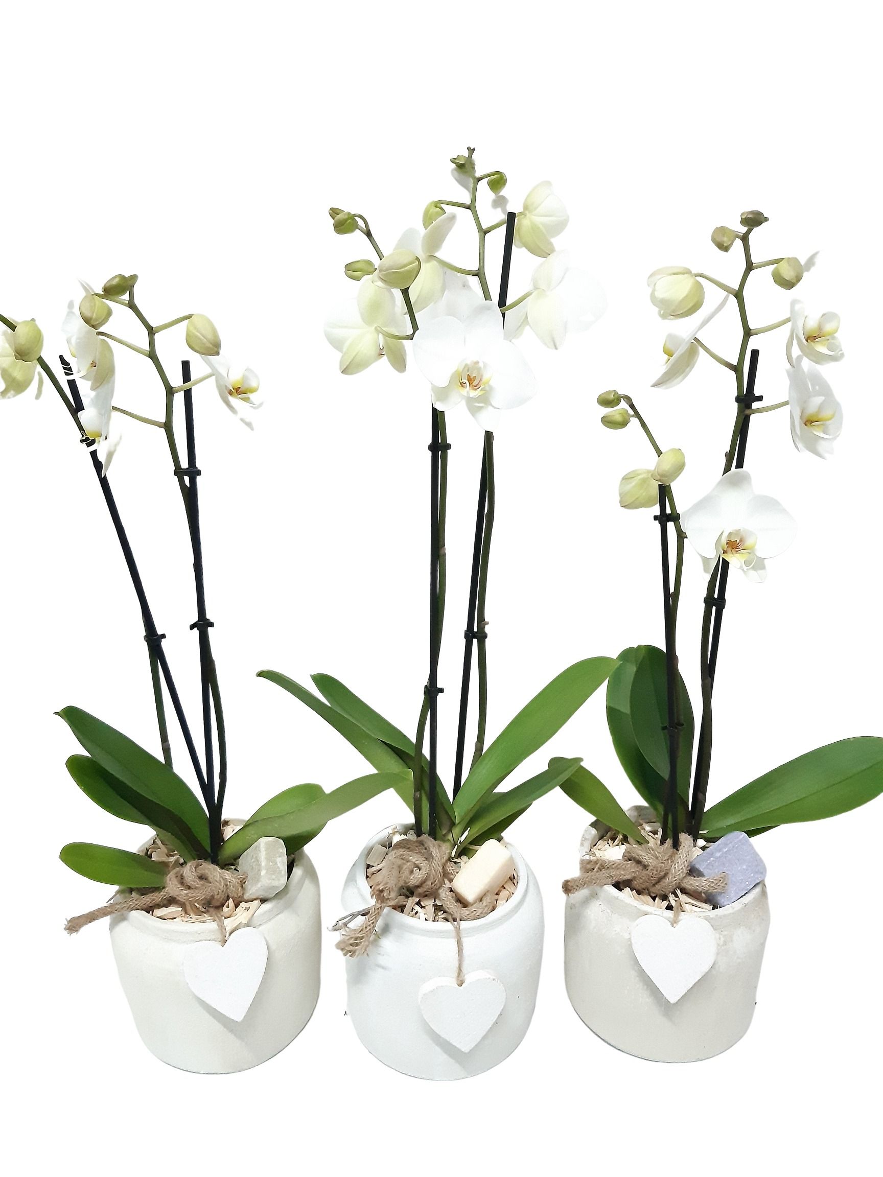 RWP16PHHAC Rude White Pot Phal 2t wit + Aroma cube deco, D 16
