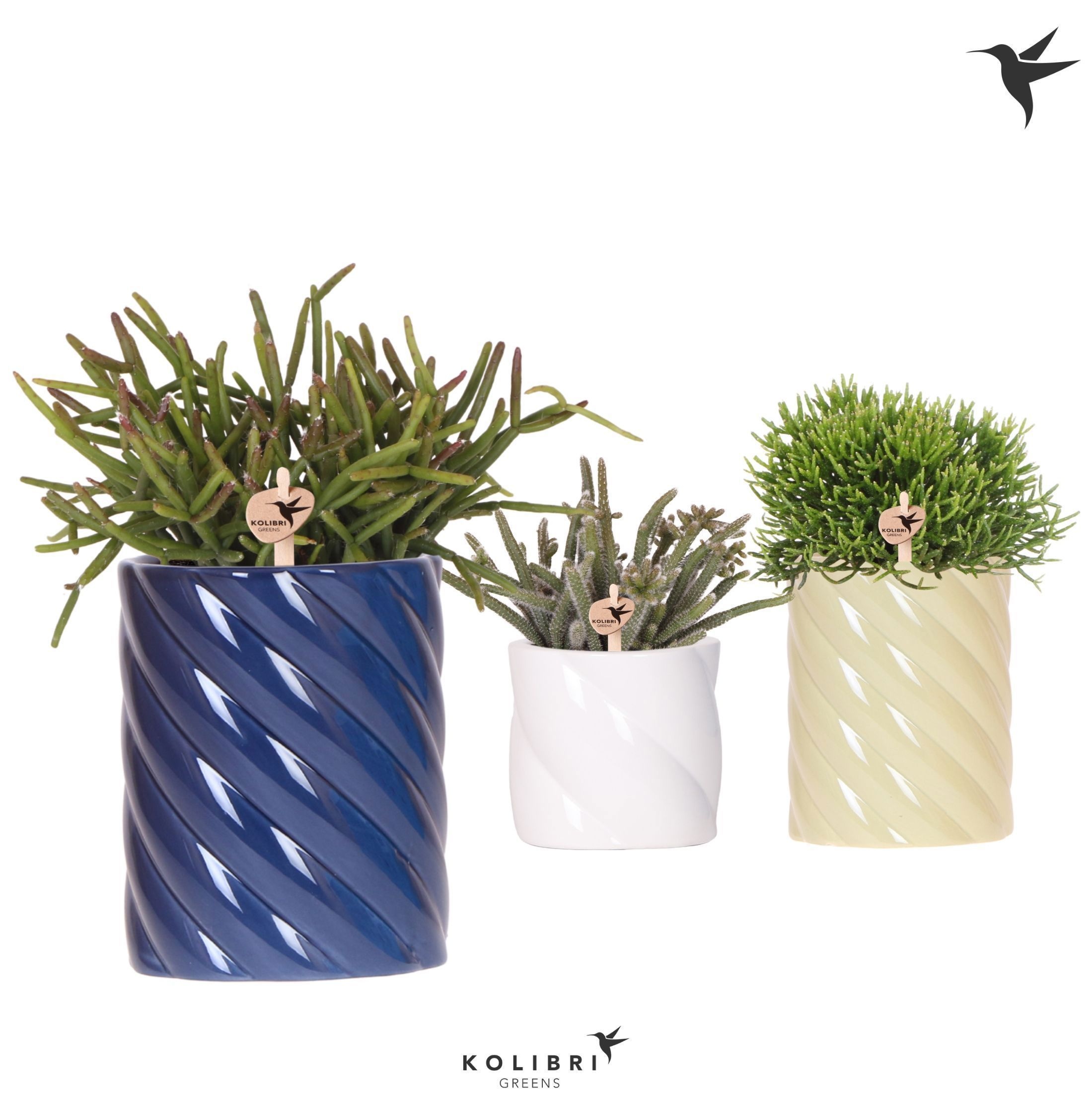 Kolibri Greens Rhipsalis mix in Candy pot blue mix, D 9