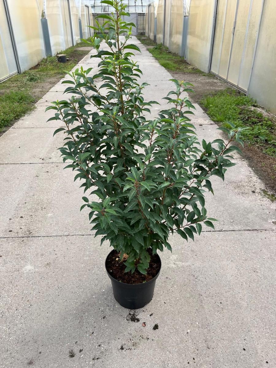 Prunus lusitanica 'Angustifolia', D 29