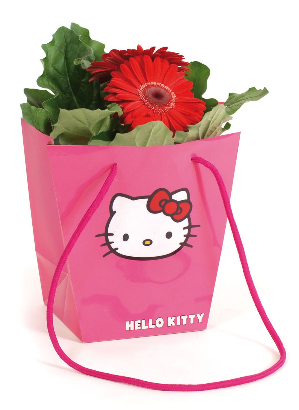 Gerbera belicht 2+ in Hello Kitty hawai, D 12