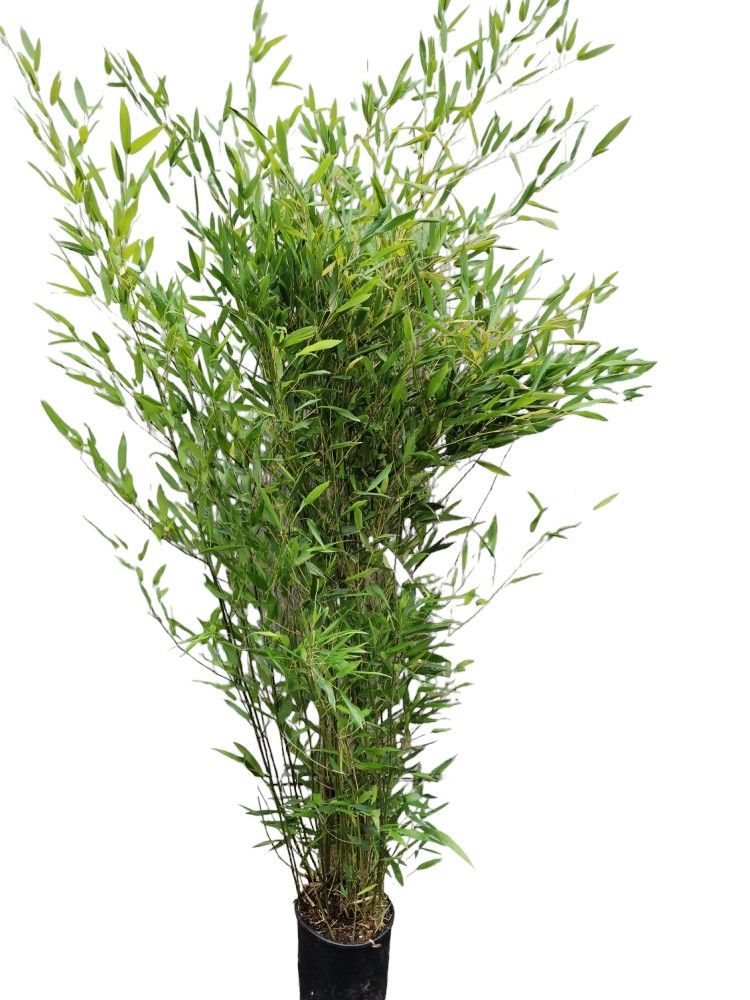 Phyllostachys bissetii, D 28