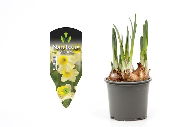 NARCISSUS CYCLAMINEUS 'MINNOV', D 9