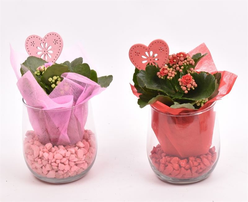 Glas cilinder 9/11cm, D 9