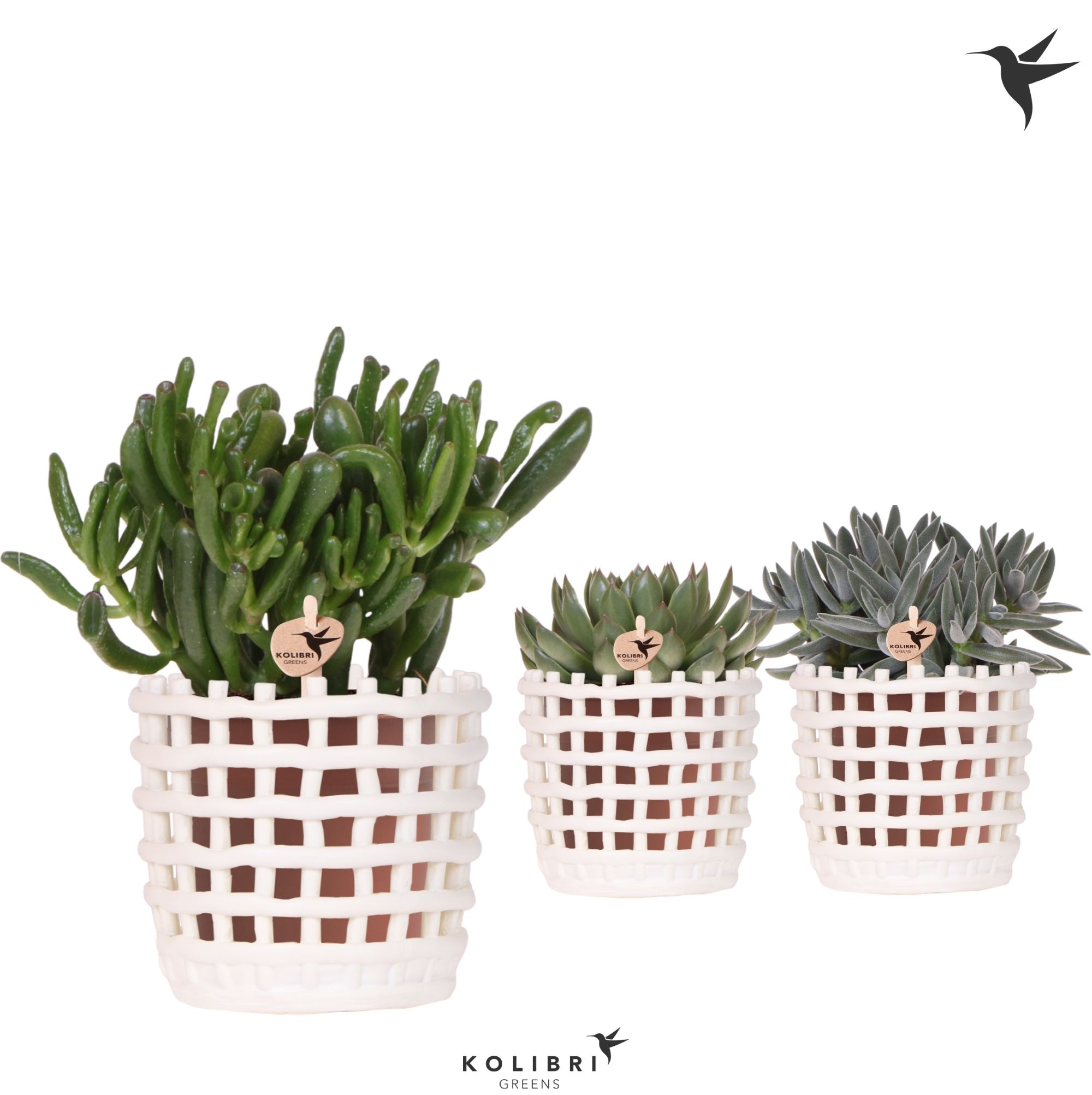 Kolibri Greens Succulenten mix in Mesh pot white, D 12