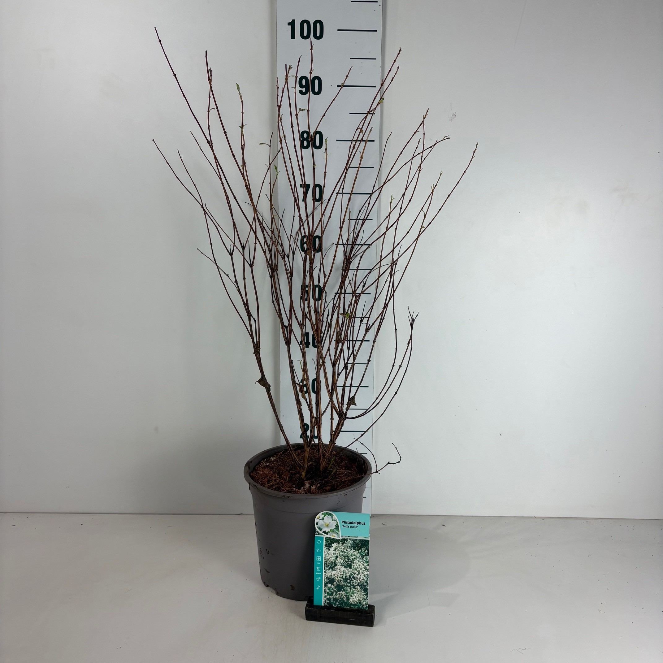 Philadelphus 'Belle Etoile', D 24