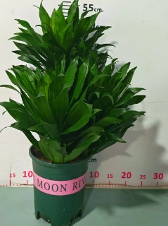 Драцена фрагранс компакта 18 45 (предзаказ)