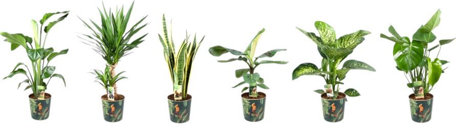 Plantenmix p21 Urban Jungle zink - foto is indicatief, D 21