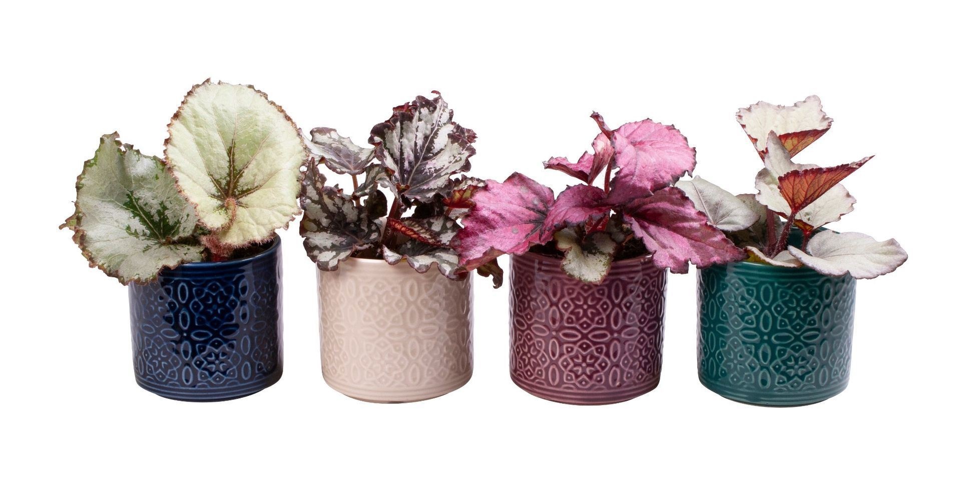 L 65584 with Begonia mix, D 6