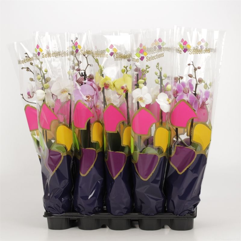 Phalaenopsis gemengd 2 tak gemengd in Supreme Selections hoes, D 12
