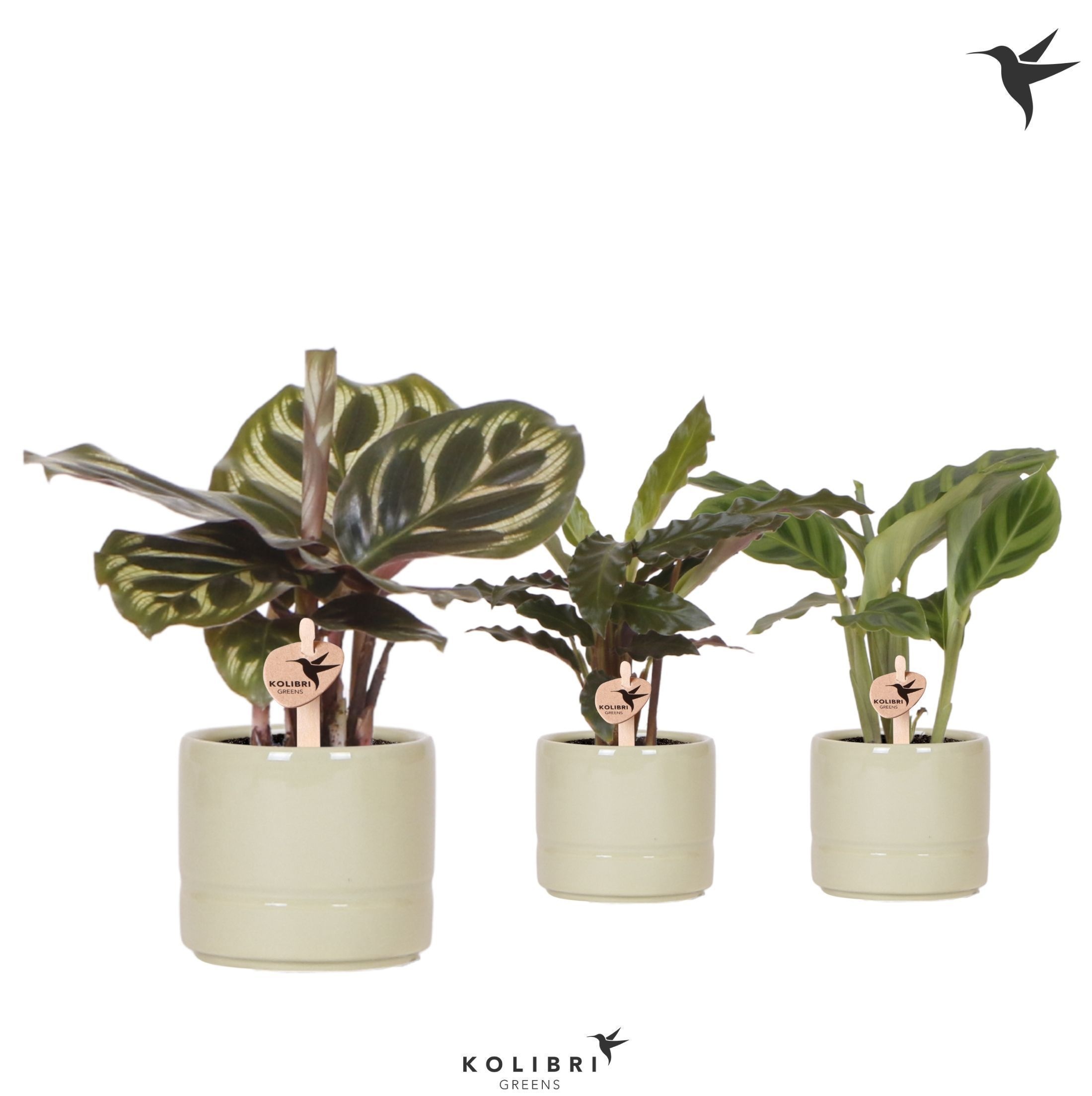 Kolibri Greens Calathea mix in Pastel pot green, D 6