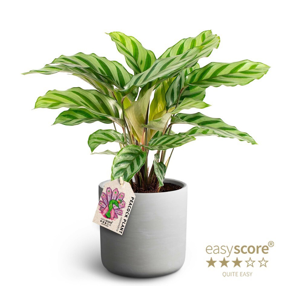 CALATHEA SPECIES 41110254 Raw Grey Freddy, D 12