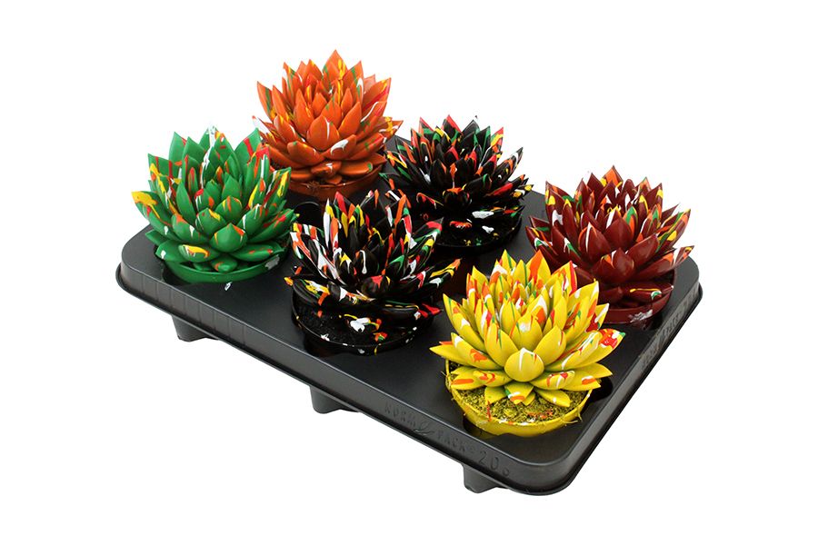 Miranda coloured Splash autumn mix, D 10,5